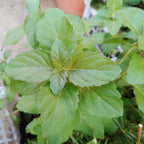 2 Chocolate Mint Plants, 3-Inch Pot, Mint Plants Live, Fast Growing Aromatic Perennial for Modern Landscape and Herb Gardening