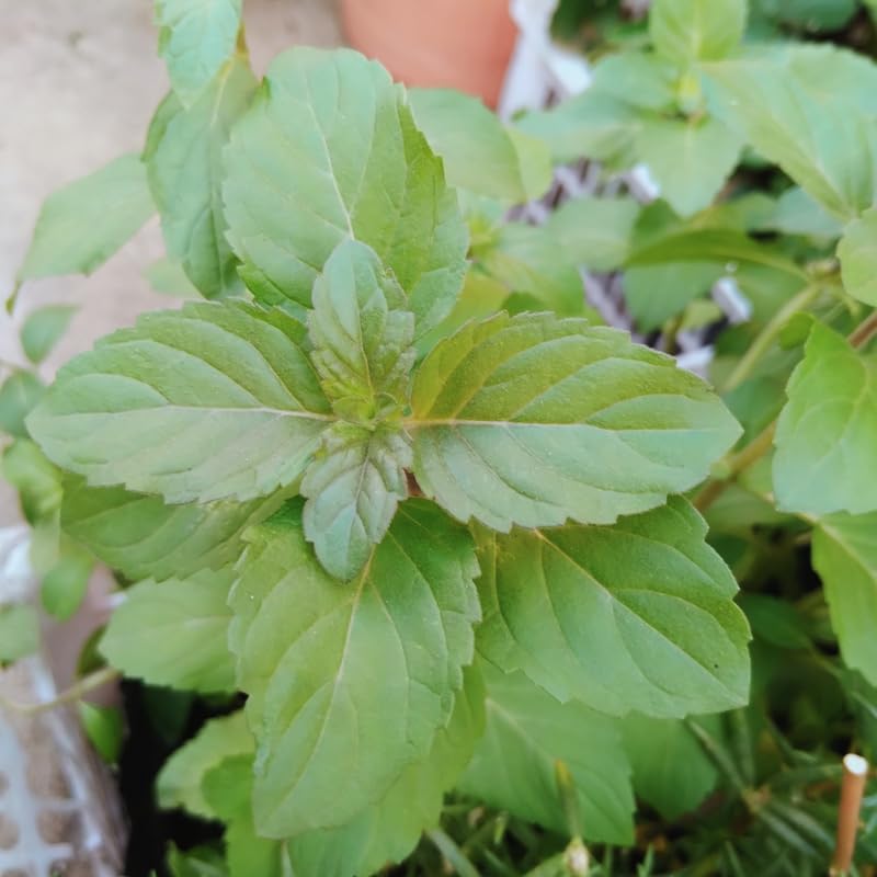 2 Chocolate Mint Plants, 3-Inch Pot, Mint Plants Live, Fast Growing Aromatic Perennial for Modern Landscape and Herb Gardening