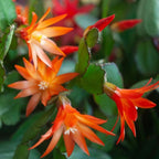 Christmas Cactus Plants Live in 4" Inch Pot | Unique Christmas Cactus Live Plants | Low-Maintenance Indoor Houseplant | Great Holiday Gift for Plant Lovers