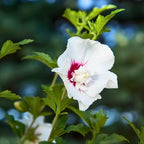 2 White Rose of Sharon Live Plant | 12–18 Inch Tall | Red Heart Althea Hibiscus Plant with Red Center Blooms | Flowering Shrub for Outdoor Garden & Landscape Use