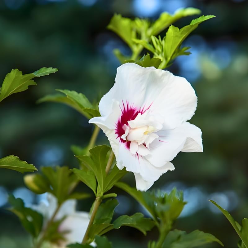 2 White Rose of Sharon Live Plant | 12–18 Inch Tall | Red Heart Althea Hibiscus Plant with Red Center Blooms | Flowering Shrub for Outdoor Garden & Landscape Use