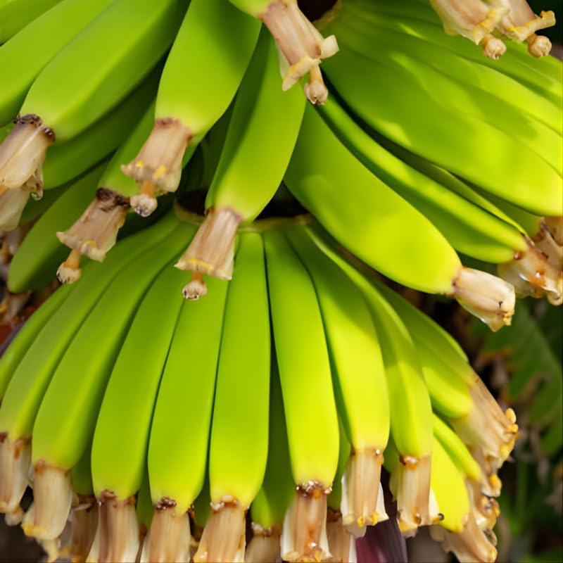 4 Dwarf Cavendish Banana Tree, Live Banana Tree 12–24 Inch, Ideal for Warm Climates, Container Growing and Garden Displays