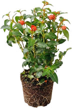 Fuchsia Plants Live, Gold and Red Foliage, 6-12 Inch Tall, Autumnale Variety, Fast Growing Deciduous Flowering Shrub, Well-Rooted Plant