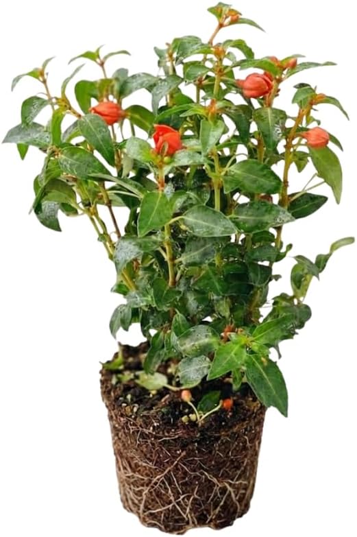 Fuchsia Plants Live, Gold and Red Foliage, 6-12 Inch Tall, Autumnale Variety, Fast Growing Deciduous Flowering Shrub, Well-Rooted Plant