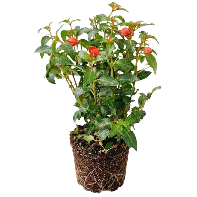 Fuchsia Plants Live, Gold and Red Foliage, 6-12 Inch Tall, Autumnale Variety, Trailing Flowering Plant, Ideal for Hanging Baskets