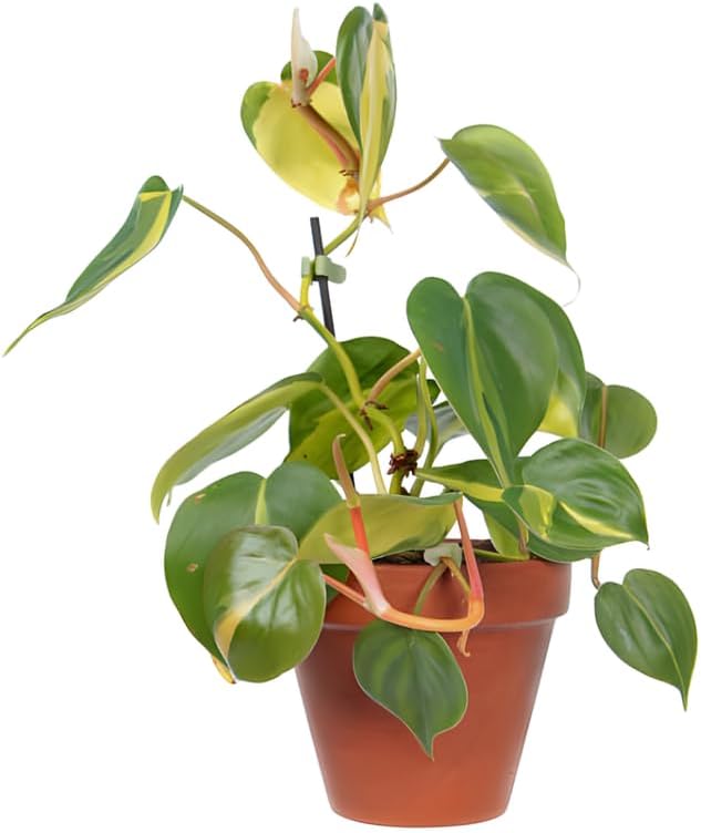 Philodendron Cordatum Brasil, 4" Pot, Heartleaf Philodendron Plant Live, Trailing Philodendron Live Plant for Home Decor, Shelves and Hanging Displays
