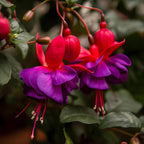 Fuchsia Plants Live, Double Red Fuchsia, 6-12 Inch Tall, Marinka Variety, Fast Growing Deciduous Flowering Shrub, Well-Rooted Plant