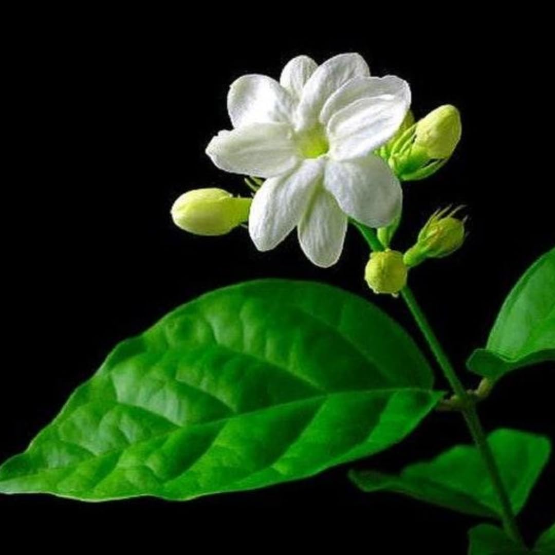 Belle of India Jasmine Plant Live | Size 4 to 5 Inch Tall | Housewarming Friendship Gifts for Women Best Friend Presents for Mom Birthday Gift for New Home