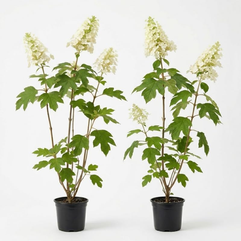 2 Oakleaf Hydrangea Tree Plant Live, Quercifolia Hydrangea, 4 Inch Pot, 12-18 Inch Tall Deciduous Shrub for Home Landscape and Borders