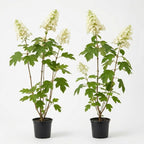 2 Oakleaf Hydrangea Tree Plant Live, Quercifolia Hydrangea, 4 Inch Pot, 12-18 Inch Tall Deciduous Shrub for Home Landscape and Borders