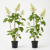 2 Oakleaf Hydrangea Tree Plant Live, Quercifolia Hydrangea, 4 Inch Pot, 12-18 Inch Tall Deciduous Shrub for Home Landscape and Borders