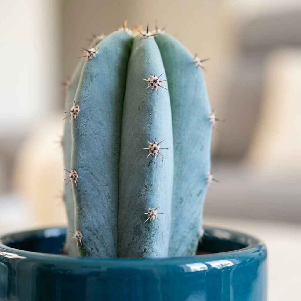 Gymnocalycium Horstii Green Tomato Cactus Plant Live, 4" Pot, Fully Rooted, Easy Care, Unique Ornamental Live Succulent Plant for Home, Office & Indoor Displays