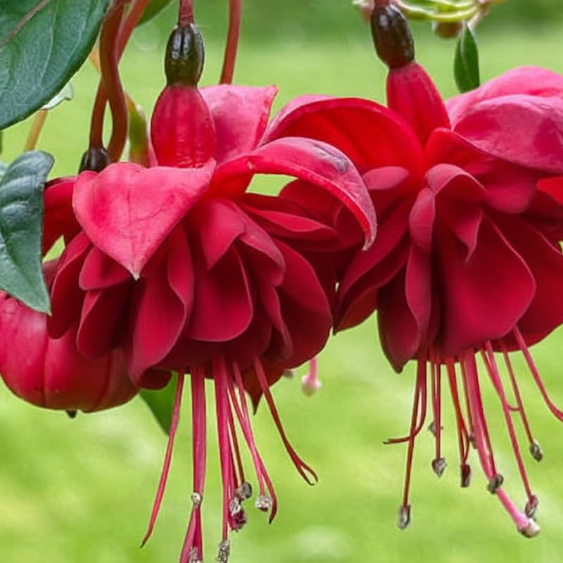 Fuchsia Plants Live, Gold and Red Foliage, 6-12 Inch Tall, Autumnale Variety, Trailing Flowering Plant, Ideal for Hanging Baskets