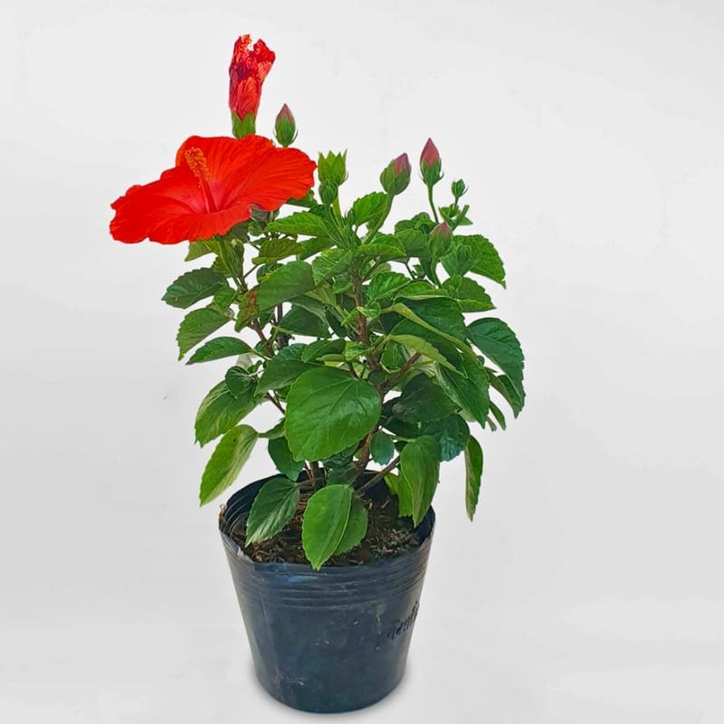 2 Red Hibiscus Althea Live Plants for Planting | 12–18 Inch Tall | Red Flowering Rose of Sharon Trees for Outdoor Gardens & Privacy Screens