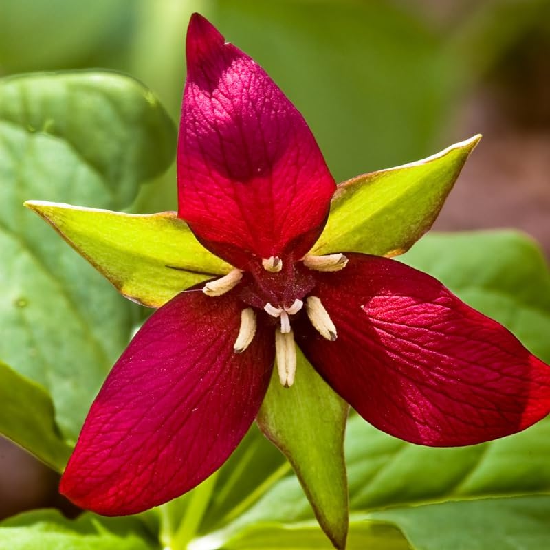 10 Red Trillium Bulbs for Planting, Trillium Erectum, Easy to Grow Fragrant Woodland Garden Plant