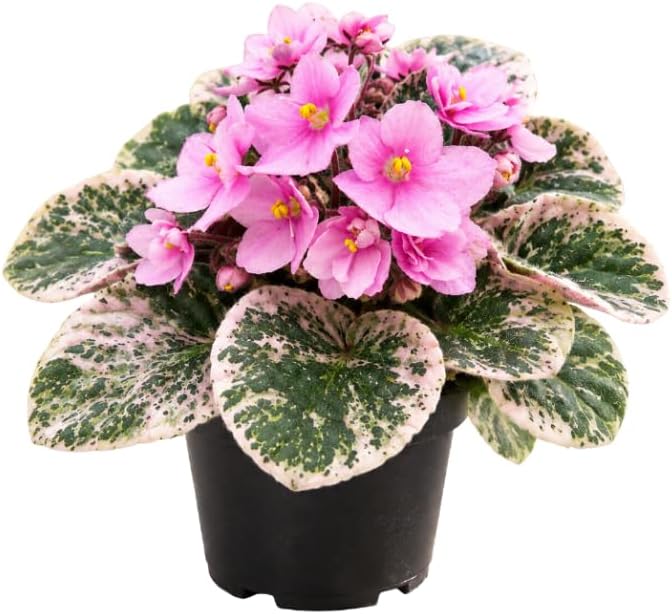 Variegated Pink African Violets Live Plant