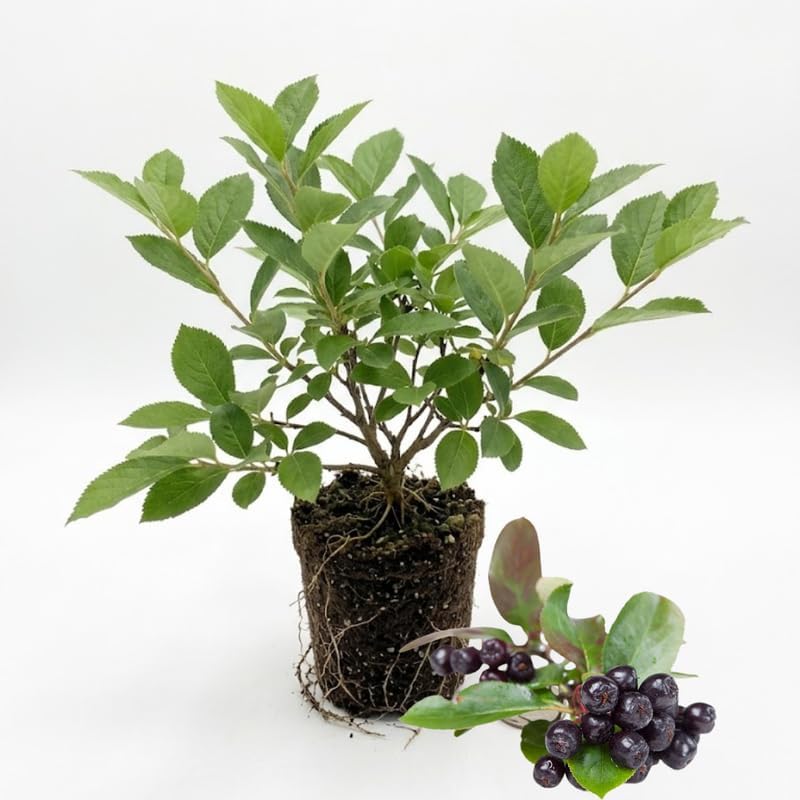 Chokeberry Plant Live, 3-4 Inch Size, Low Maintenance Deciduous Fruit Producer for Small Yards