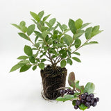 Chokeberry Plant Live, Well-Rooted 3-4" Potted Shrub, Cold-Hardy Aronia Berry Producer for Sunny Garden Rows