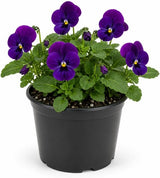 Viola Plant, Violet Flower in 3" Pot, Low Maintenance Perennial Purple Flowers for Walkways, Pots & Hanging Baskets