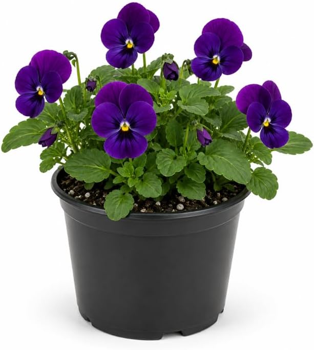 Viola Plant, Violet Flower in 3" Pot, Low Maintenance Perennial Purple Flowers for Walkways, Pots & Hanging Baskets