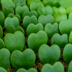 2 Hoya Heart Plant, 2 Inch Pot Size, Potted Heart-Shaped Succulent, Small Decorative Plant for Bright Indoor Areas and Shelves