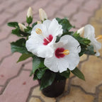2 Red Heart Althea Rose of Sharon Tree | Live Hibiscus Plant 12–18 Inch Tall | White Hibiscus with Red Center | Outdoor Flowering Shrub for Home Gardens
