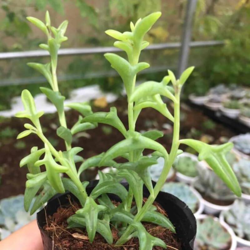 String of Dolphins Live Plant in 4'' Inch Pot | Trailing Succulent for Hanging Displays | String of Dolphins Plant Live for Home & Office