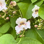 10 Catalpa Tree Plant Live – Catalpa Native Seedlings 1–2 Feet Tall | Easy to Grow Outdoor Trees for Backyard Shade & Wildlife Habitat