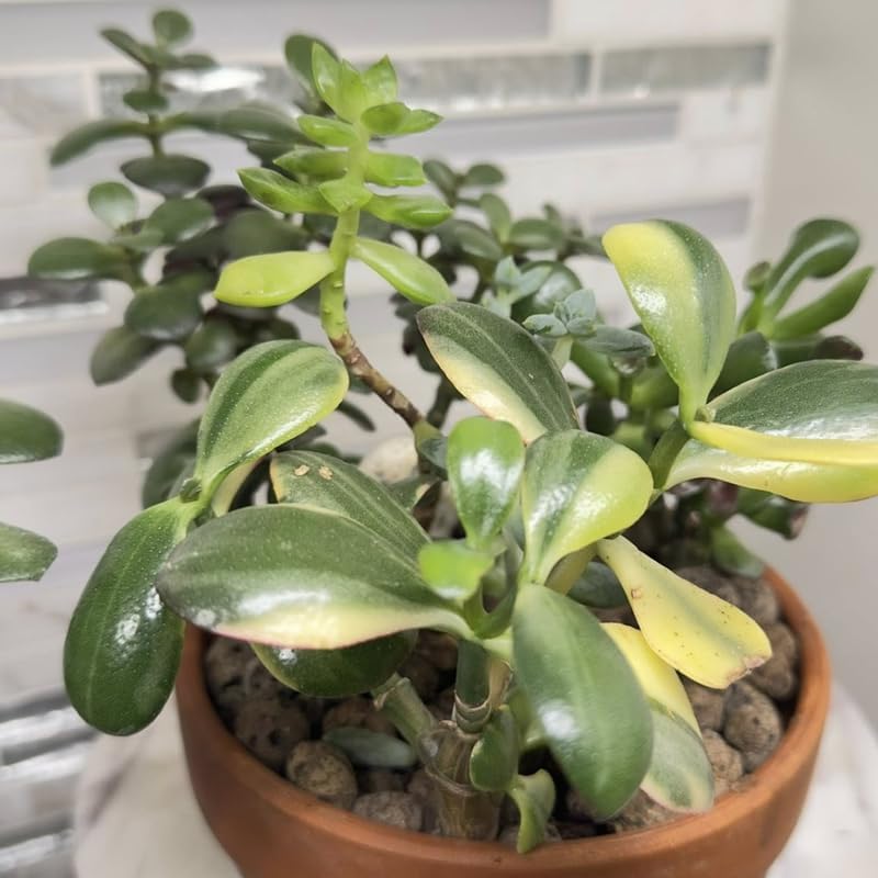 Variegated Jade Plant Live in 2" Inch Pot | Tri-Color Crassula Ovata | Small Rooted Succulent for Home & Desk Décor