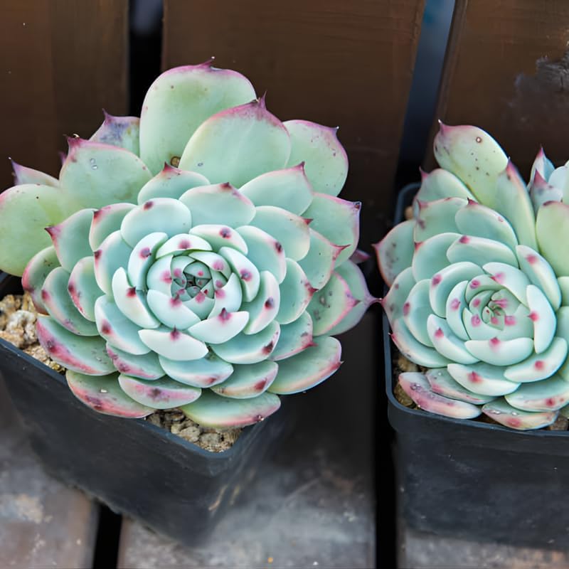 2 Echeveria Succulents Live Plants, Echeveria Minima Succulent in 2 Inch Pot for Planting, Air-Purifying, Low Maintenance, Perfect for Home and Office Décor