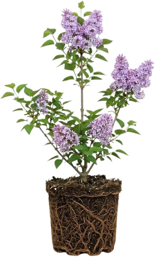Miss Kim Lilac Shrub Live Plant, Starter Plant in Quart Pot, Cold Hardy, Fragrant Lilac Tree Ready to Plant for Outdoor Garden