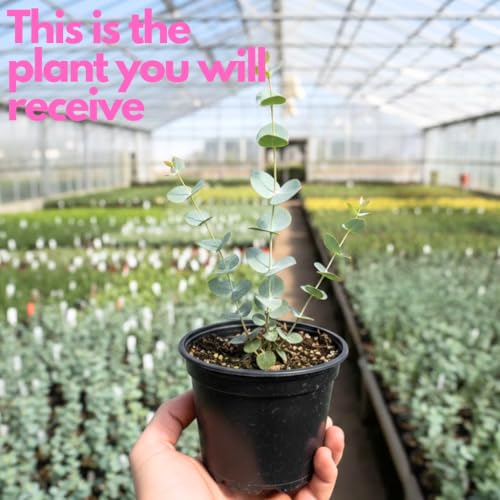Baby Blue Eucalyptus Plant Live in 2.5 Inch Pot | Real Eucalyptus Plant for Planting Outdoors or Indoors | Fresh Aromatic Foliage | Easy-Growing Eucalyptus for Garden, Patio & Home Décor
