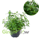 Chocolate Mint Plants Live, Mint Plants for Inside and Home Décor, 3-Inch Potted Fresh Herb for Indoor Outdoor Growing