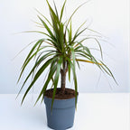 2 Dracaena Marginata Live Plant, Dragon Tree in 6 Inch Pot, Low-Maintenance Houseplants Live, Ideal Indoor Accent for Home & Office, Unique Gift for Plant Lovers
