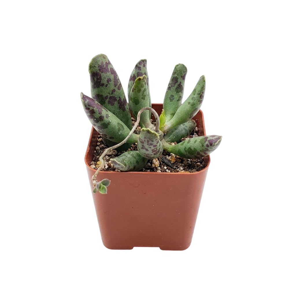 Dischidia Million Hearts Live Succulent Plant in 3" Pot, Hardy, Low Maintenance, Exotic House Plant for Home, Room, Office Decor, Great House Warming Gifts