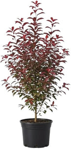 Live Red Choke Cherry Tree in 2.5 Inch Pot, Well Rooted, Easy Care Chokecherry Plant, Ornamental Plant with Red Foliage for Garden & Landscape