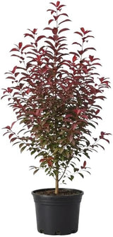 Live Red Choke Cherry Tree in 2.5 Inch Pot, Well Rooted, Easy Care Chokecherry Plant, Ornamental Plant with Red Foliage for Garden & Landscape