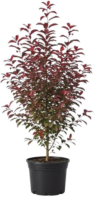 Live Red Choke Cherry Tree in 2.5 Inch Pot, Well Rooted, Easy Care Chokecherry Plant, Ornamental Plant with Red Foliage for Garden & Landscape