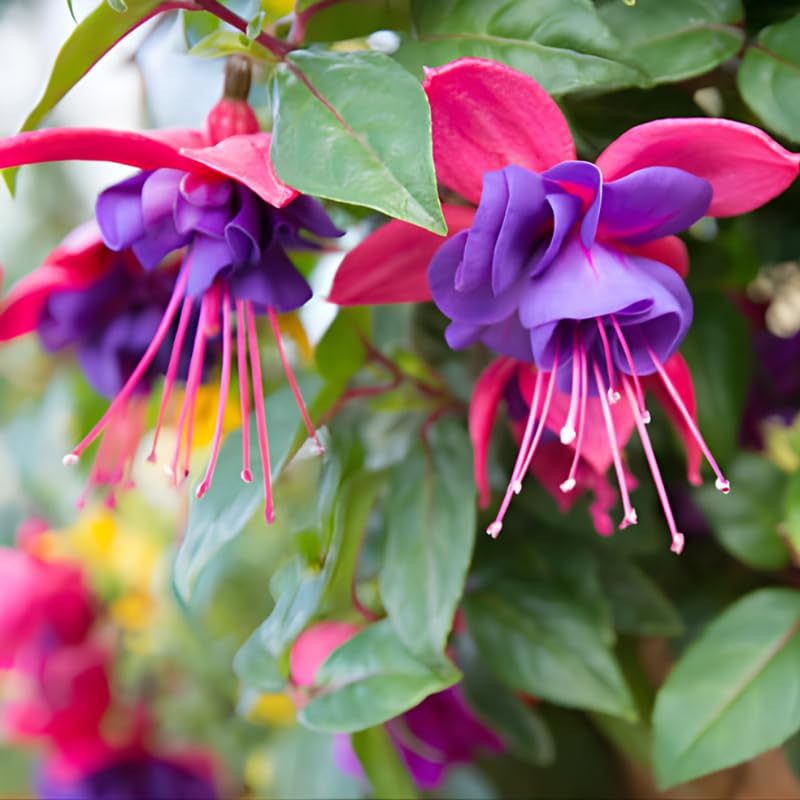 Fuchsia Plants Live, Gold and Red Foliage, 6-12 Inch Tall, Autumnale Variety, Trailing Flowering Plant, Ideal for Hanging Baskets
