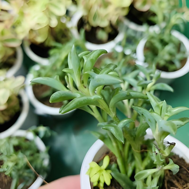 String of Dolphins Live Plant in 4'' Inch Pot | Trailing Succulent for Hanging Displays | String of Dolphins Plant Live for Home & Office