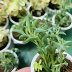 String of Dolphins Live Plant in 4'' Inch Pot | Trailing Succulent for Hanging Displays | String of Dolphins Plant Live for Home & Office