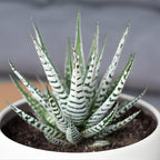 Succulents Plants Live Haworthia Fasciata Zebra Plants, 2 Inch Pot, Zebra Cactus Succulent, Striped Indoor Plant for Desks and Small Spaces