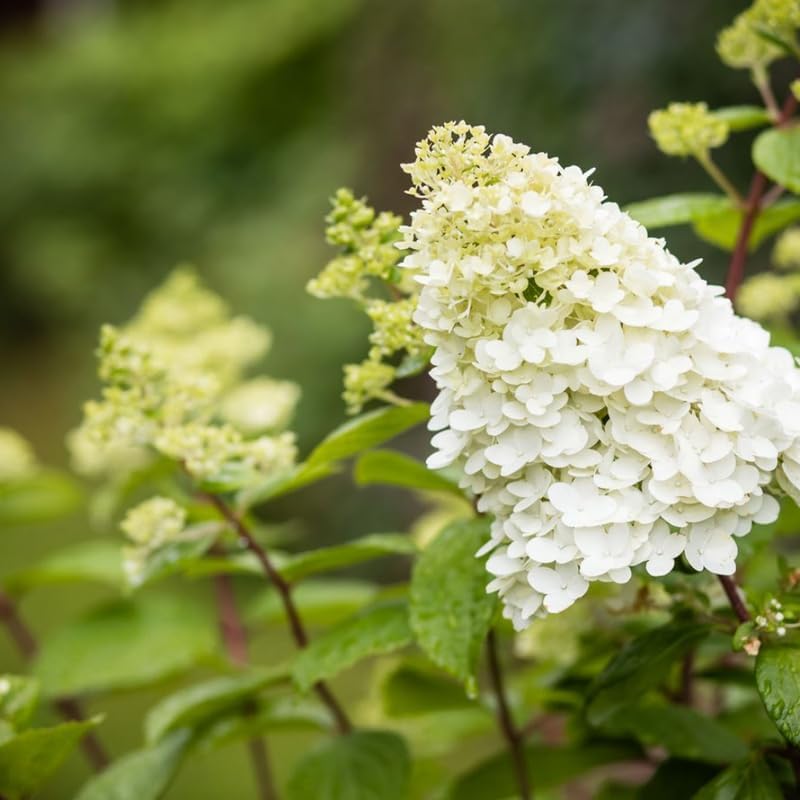 2 Limelight Hydrangea Live Plants | 1-2 Feet Tall Bare Root Seedlings | Paniculata Flowering Shrub for Backyard and Landscape | Well-Rooted