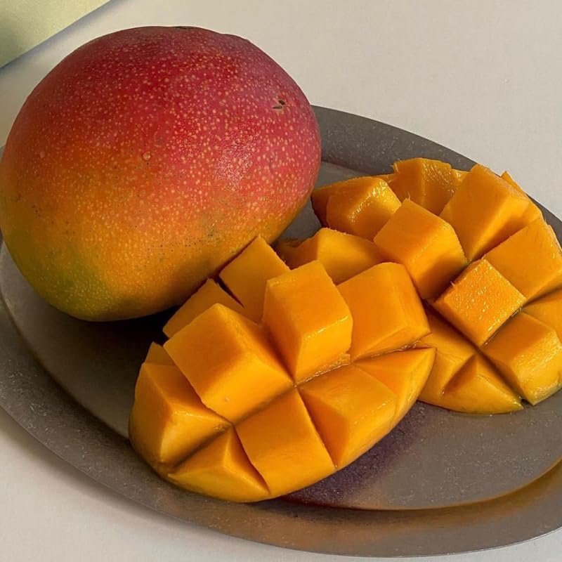 Valencia Pride Mango Trees Live Plants | 2.5–3 Ft Tropical Mango Variety | Fresh, Juicy Mango Fruit Tree for Yard & Patio | No Ship to CA,HI,AK