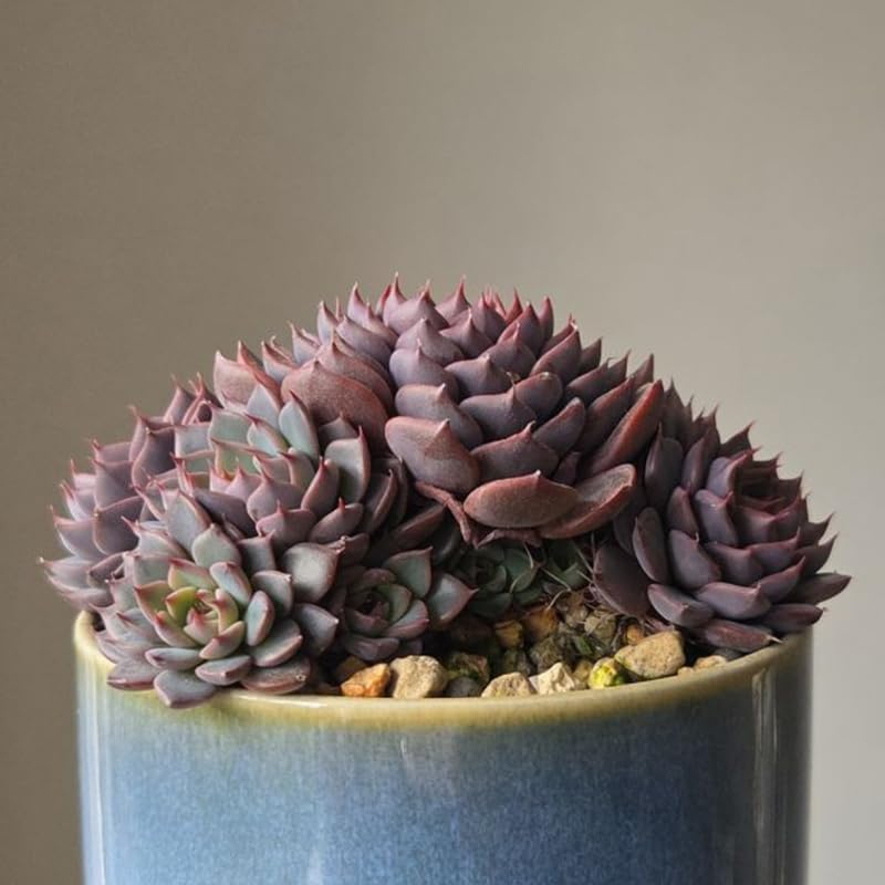 2 Echeveria Succulents Live Plants, Echeveria Minima Succulent in 2 Inch Pot for Planting, Air-Purifying, Low Maintenance, Perfect for Home and Office Décor