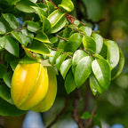 (No Ship to CA,HI,AK) Sweet Starfruit Tree in 3 Gallon Pot, Easy Care Tropical Greenery, Fruit Tree for Home Landscapes