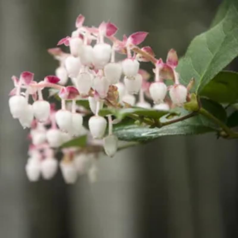 Live Salal, 6" Bare Root Starter Plant, Cold-Hardy Gaultheria Shallon Evergreen, Well-Rooted Native Shrub for Shade Gardens