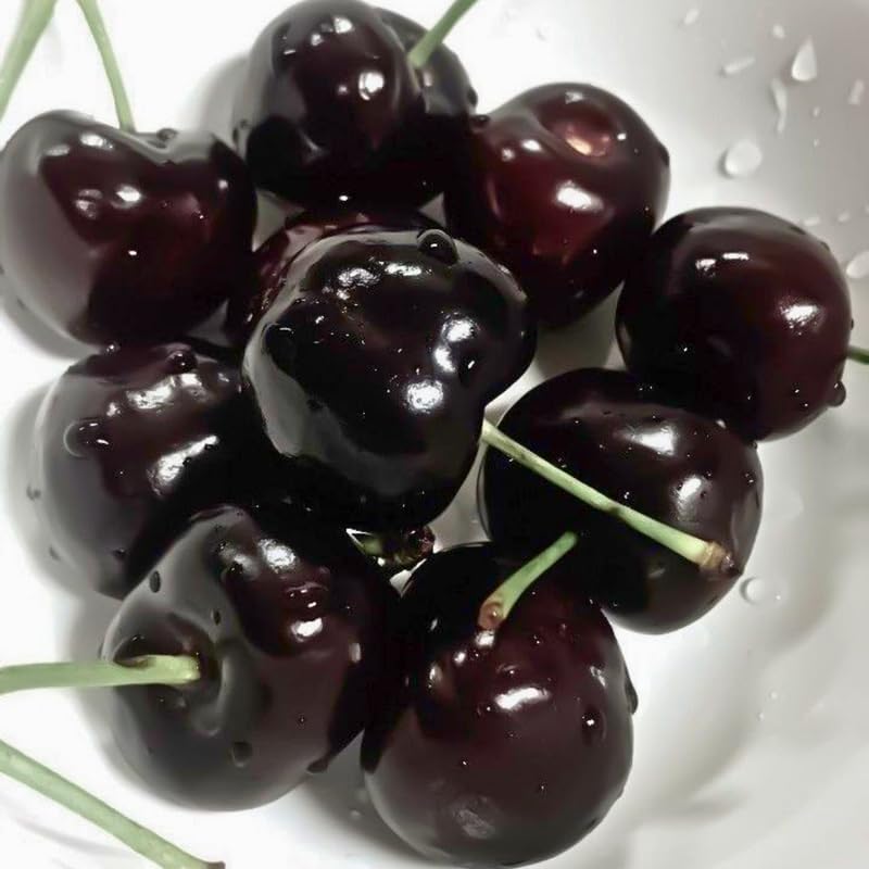 2 Live Black Cherry Tree for Planting 2–3 Ft Tall | Sweet Cherry Plant Live for Outdoor Garden Planting, Backyard Use & Landscape Design