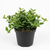 Peperomia Live Plant, Peperomia Beetle, Houseplant in 4'' Inch Pot, Easy Indoor Plant Live for Shelves, Desks & Small Spaces