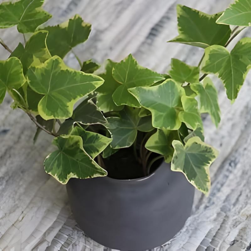 Gold Child English Ivy Plant Live in 6'' Inch Pot | English Ivy Live Plants | Trailing & Climbing Easy-Care Ivy Houseplant | Real English Ivy Plant for Pots, Shelves & Hanging Displays